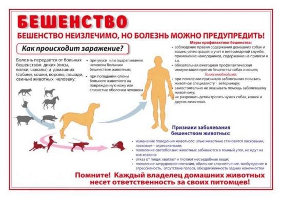 Бесплатная вакцинация собак против бешенства по государственной услуге