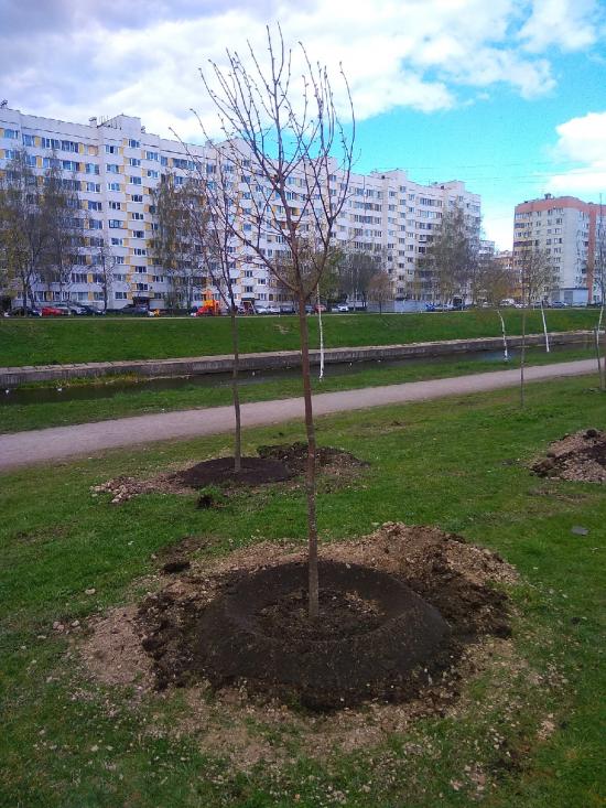 Высадка деревьев приуроченная к 75-й годовщине Победы в Великой Отечественной войне