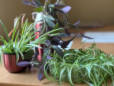 В МО Ульянка стартовала акция «Поделись красотой»!