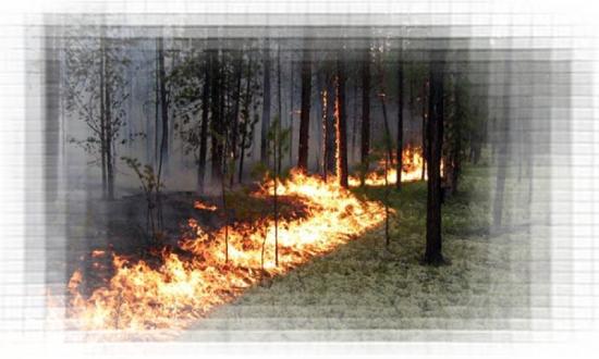 Лесопарковые пожары- это бедствия!